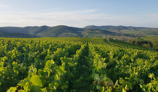Le vin nature, un savoir-faire comme, et pas comme, les autres