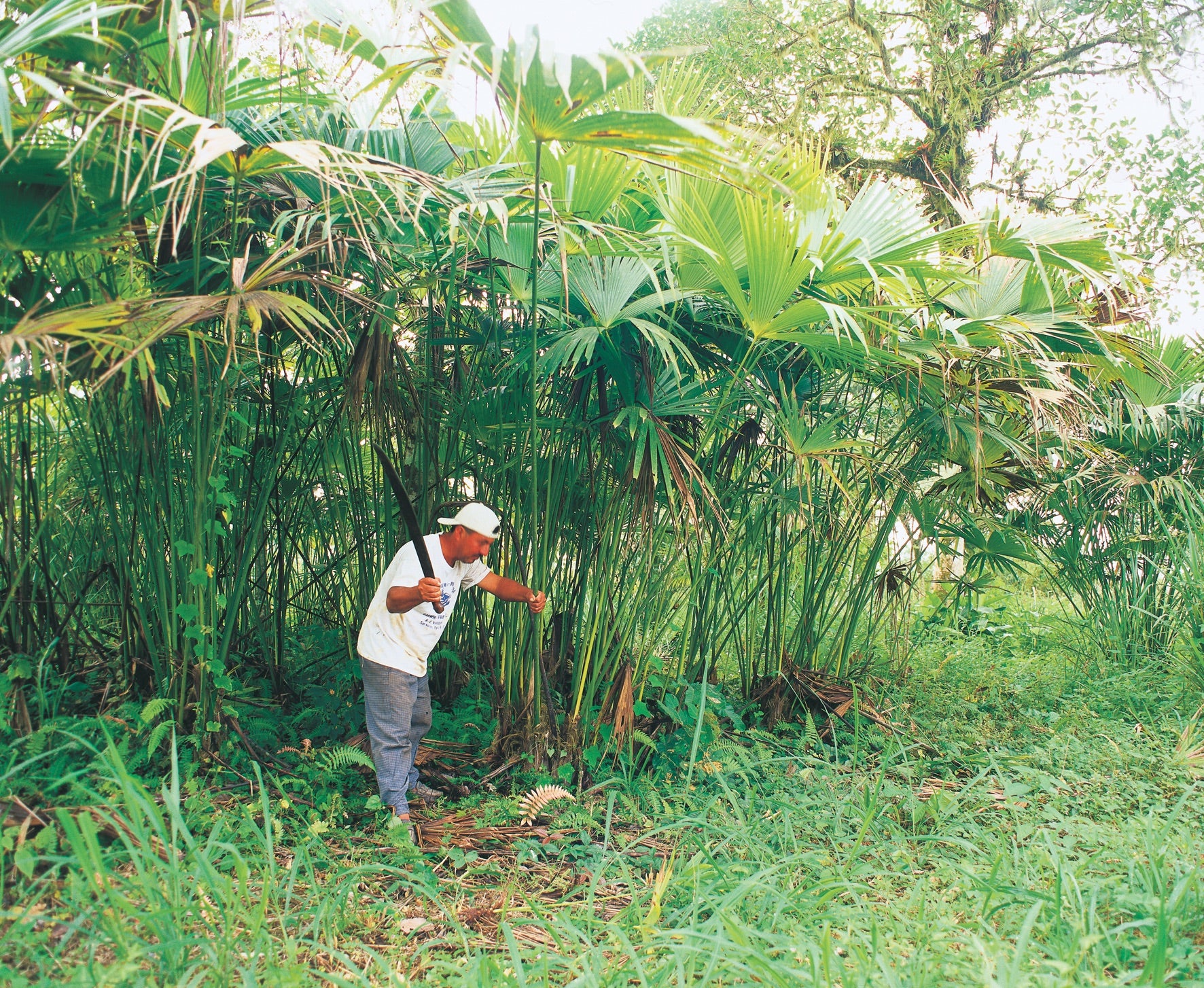 plante chapeau panama
