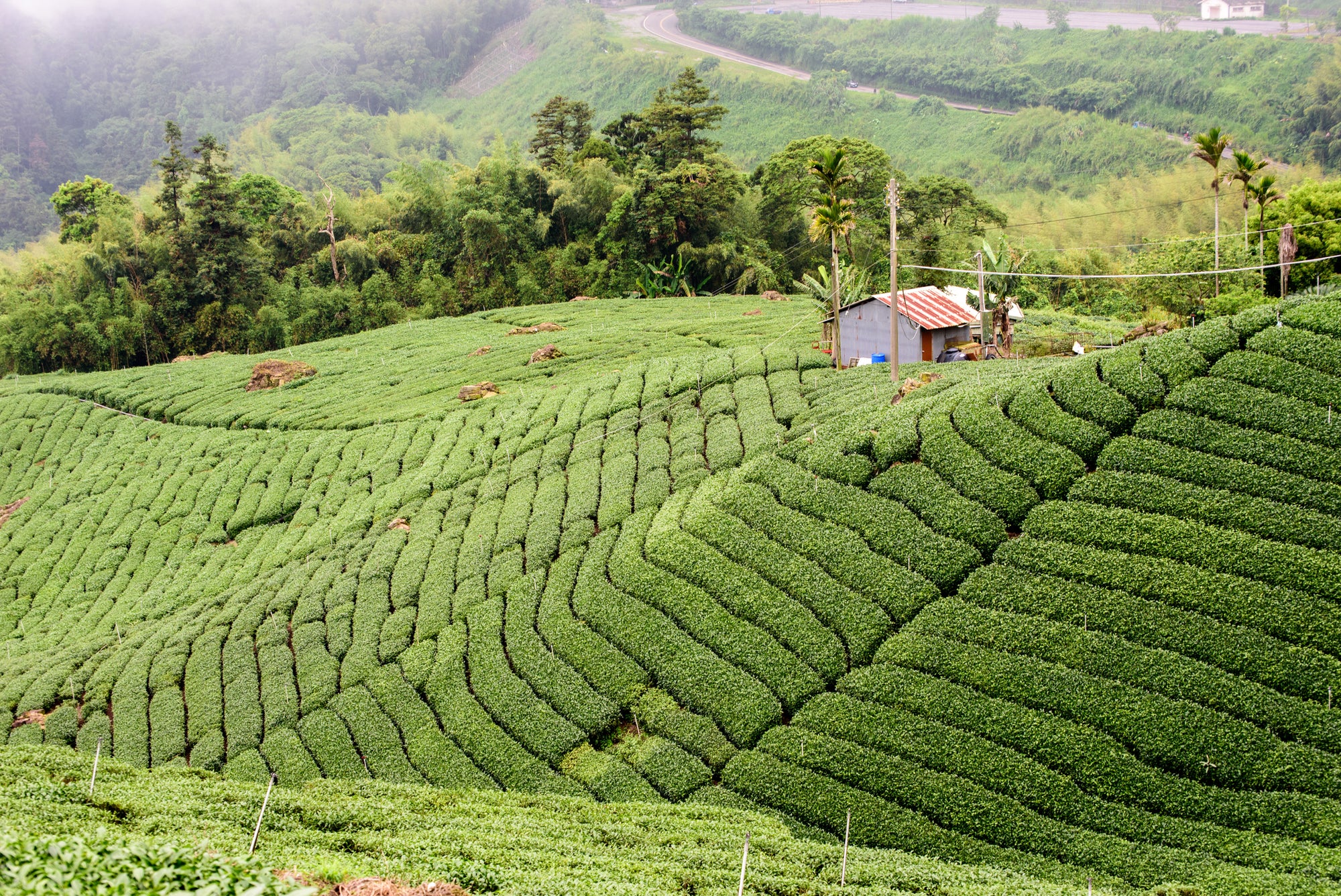 thé oolong wulang 