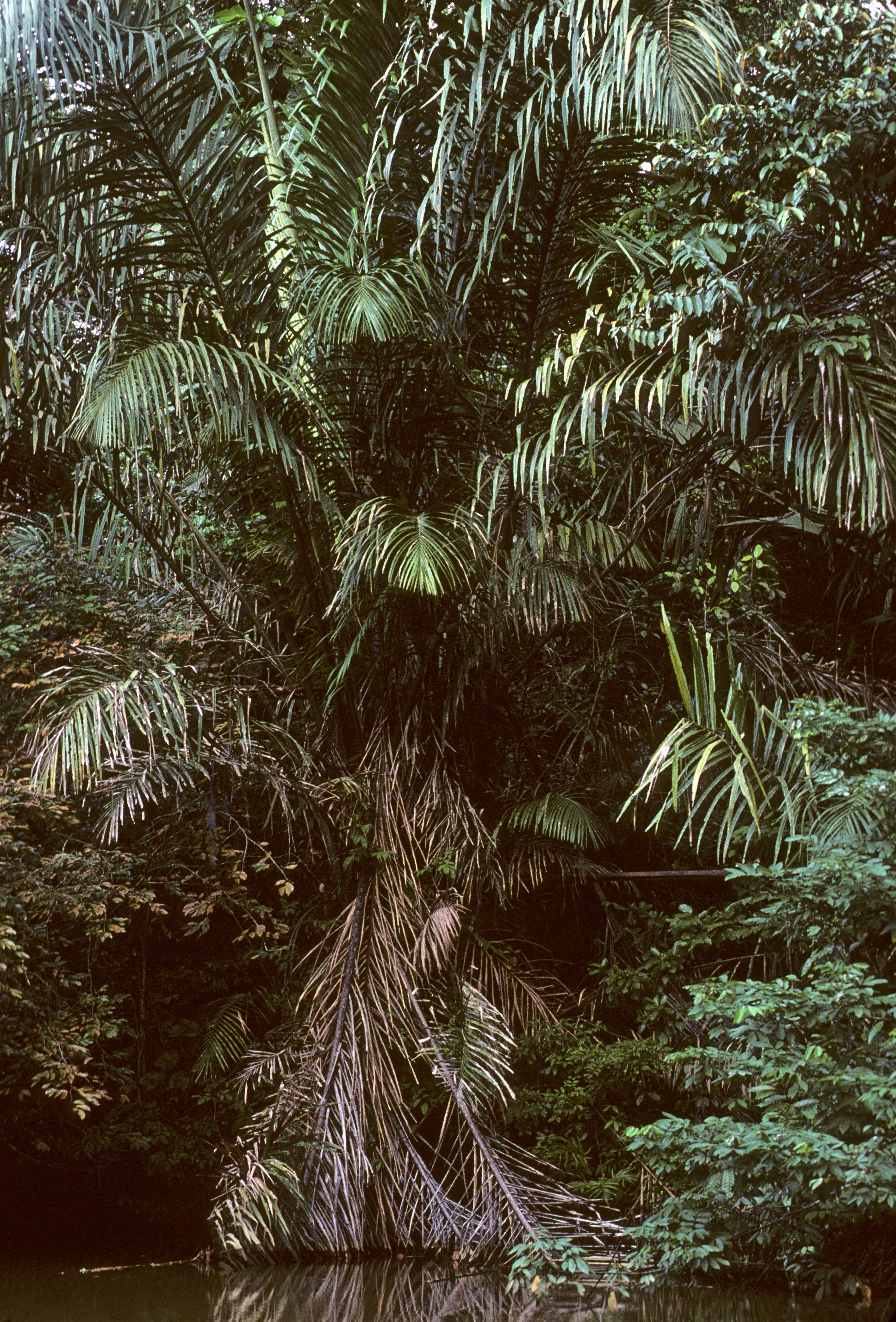 raphia plante