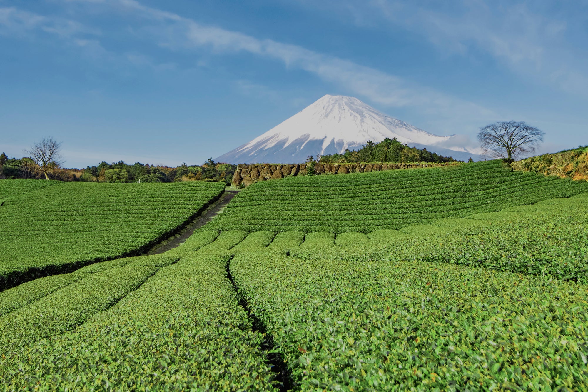 genmaicha thé paris