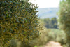 huile d'olive made in france qualité