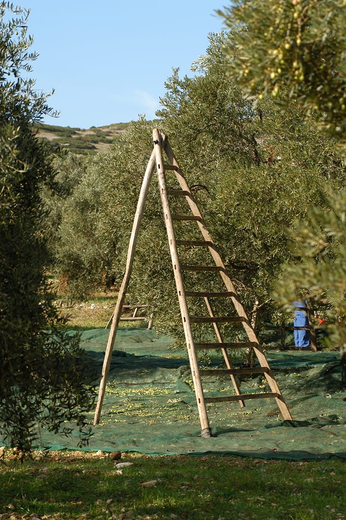 savoir-faire huile d'olive made in france
