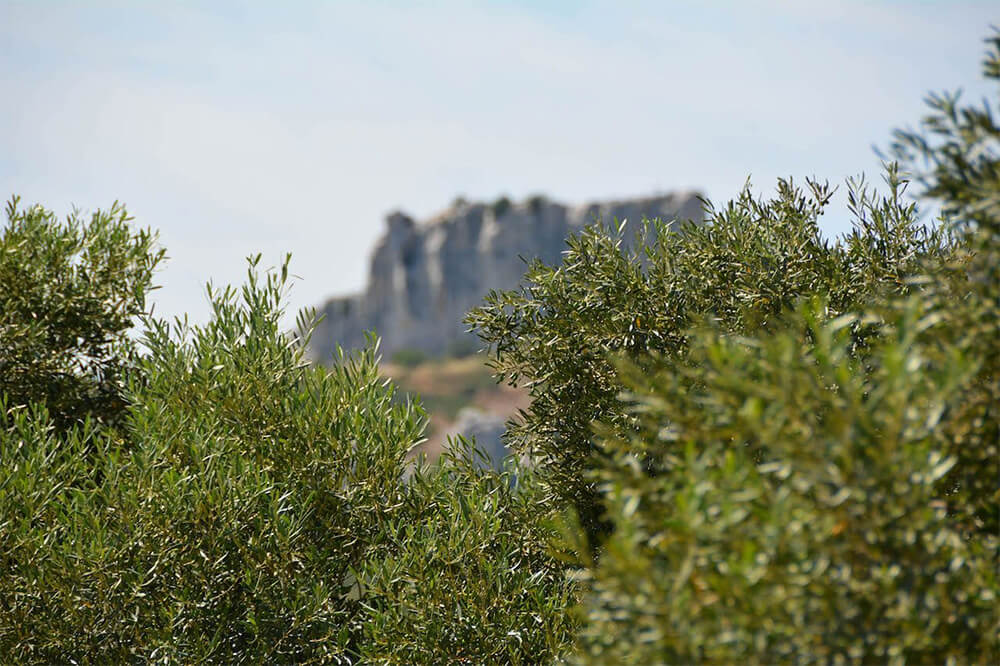 Oliveraie made in france provence