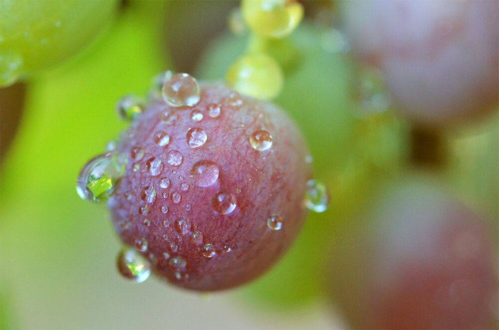 vigne hve, qualité, vin de provence