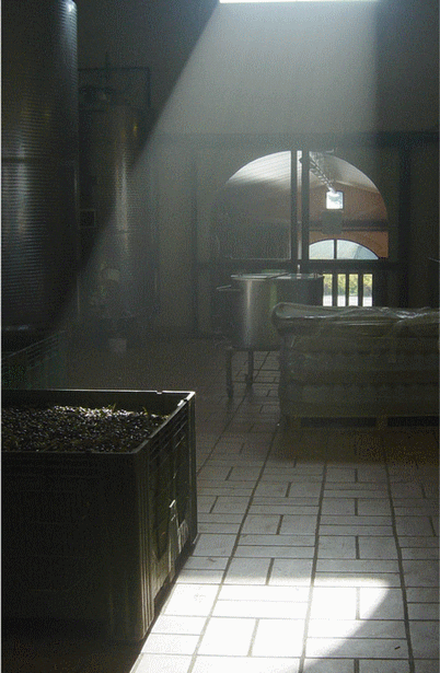 savoir faire huile d'olive cave