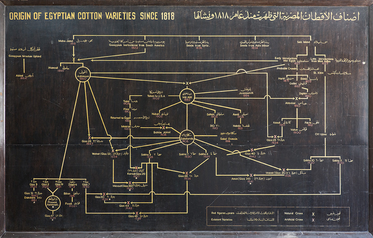 coton giza egyptien